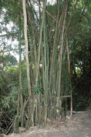 un bouquet de bambous