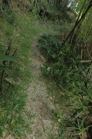 le chemin sous couvert